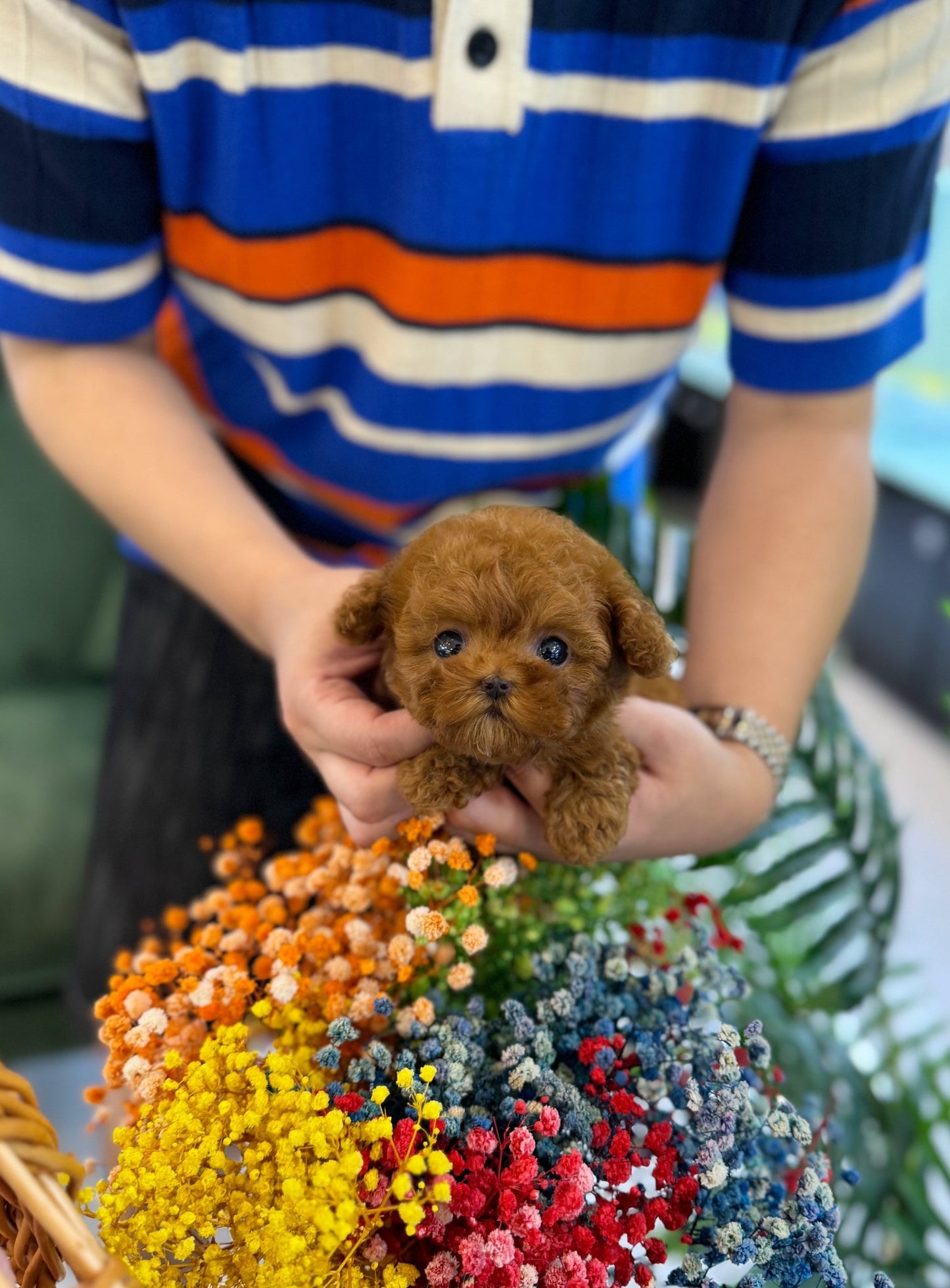 Poodle - Nimo(Female) - Beautiful puppy teacup puppy with adorable features available for adoption from Velydog