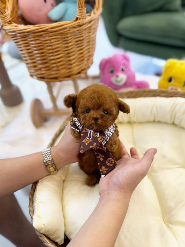 Poodle - Nimo(Female) - Beautiful puppy teacup puppy with adorable features available for adoption from Velydog