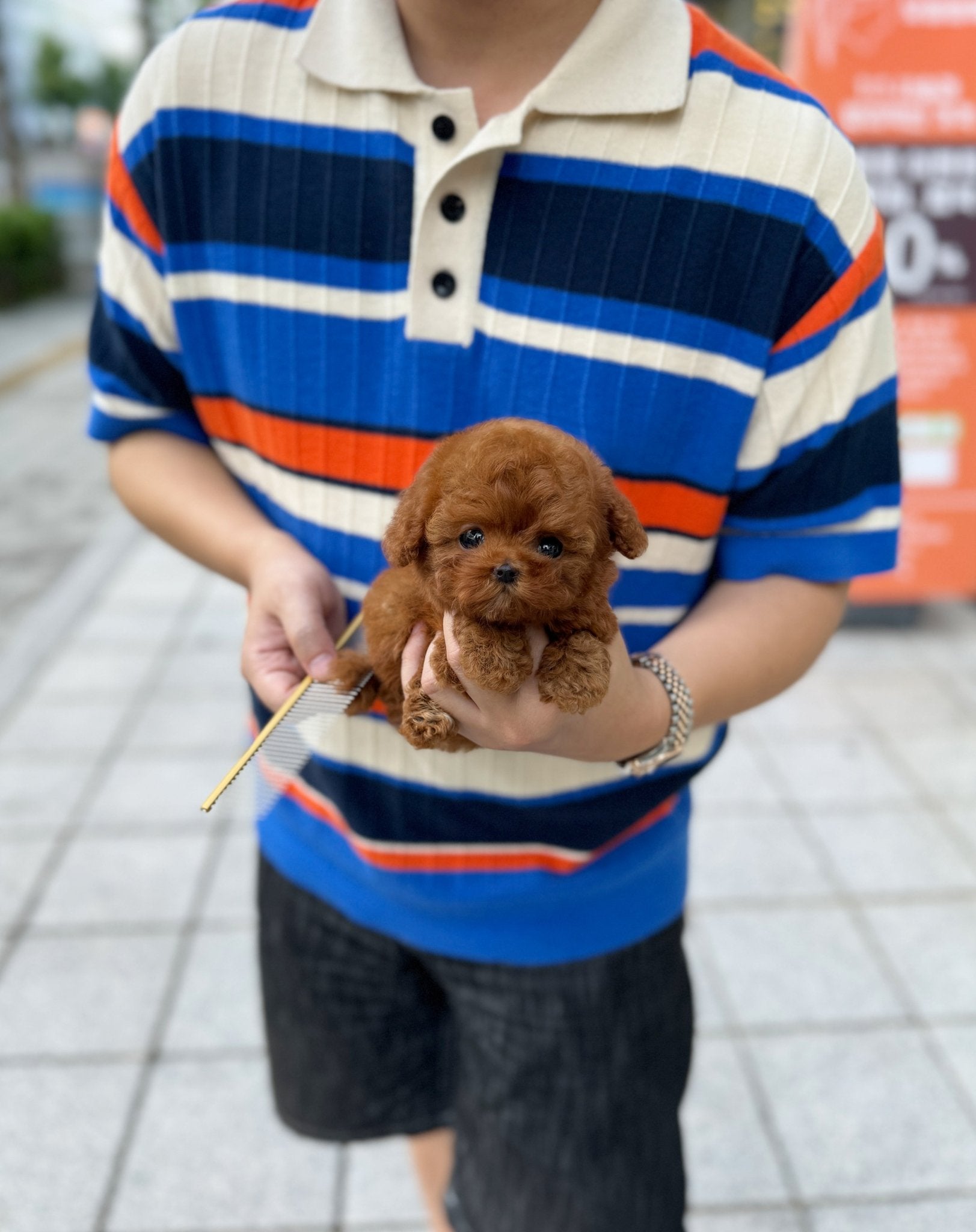 Poodle - Nimo(Female) - Beautiful puppy teacup puppy with adorable features available for adoption from Velydog