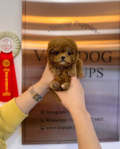 Poodle - Noah(Male) - Beautiful puppy teacup puppy with adorable features available for adoption from Velydog