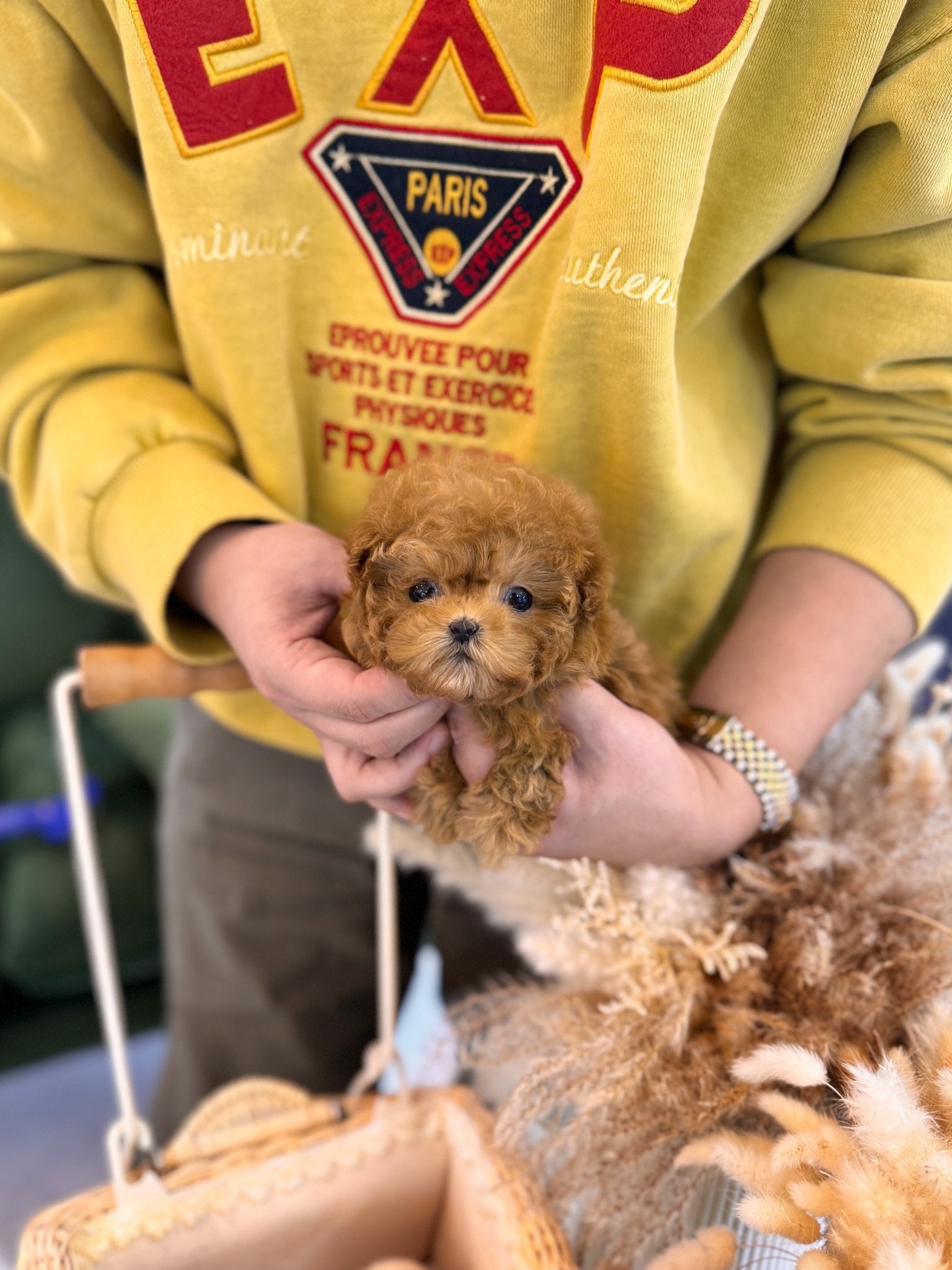 Poodle - Noah(Male) - Beautiful puppy teacup puppy with adorable features available for adoption from Velydog