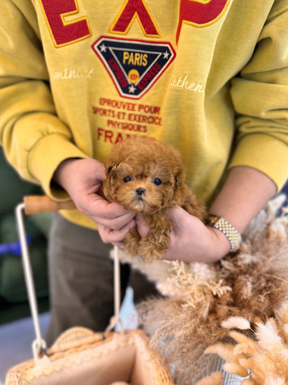 Poodle - Noah(Male) - Beautiful puppy teacup puppy with adorable features available for adoption from Velydog