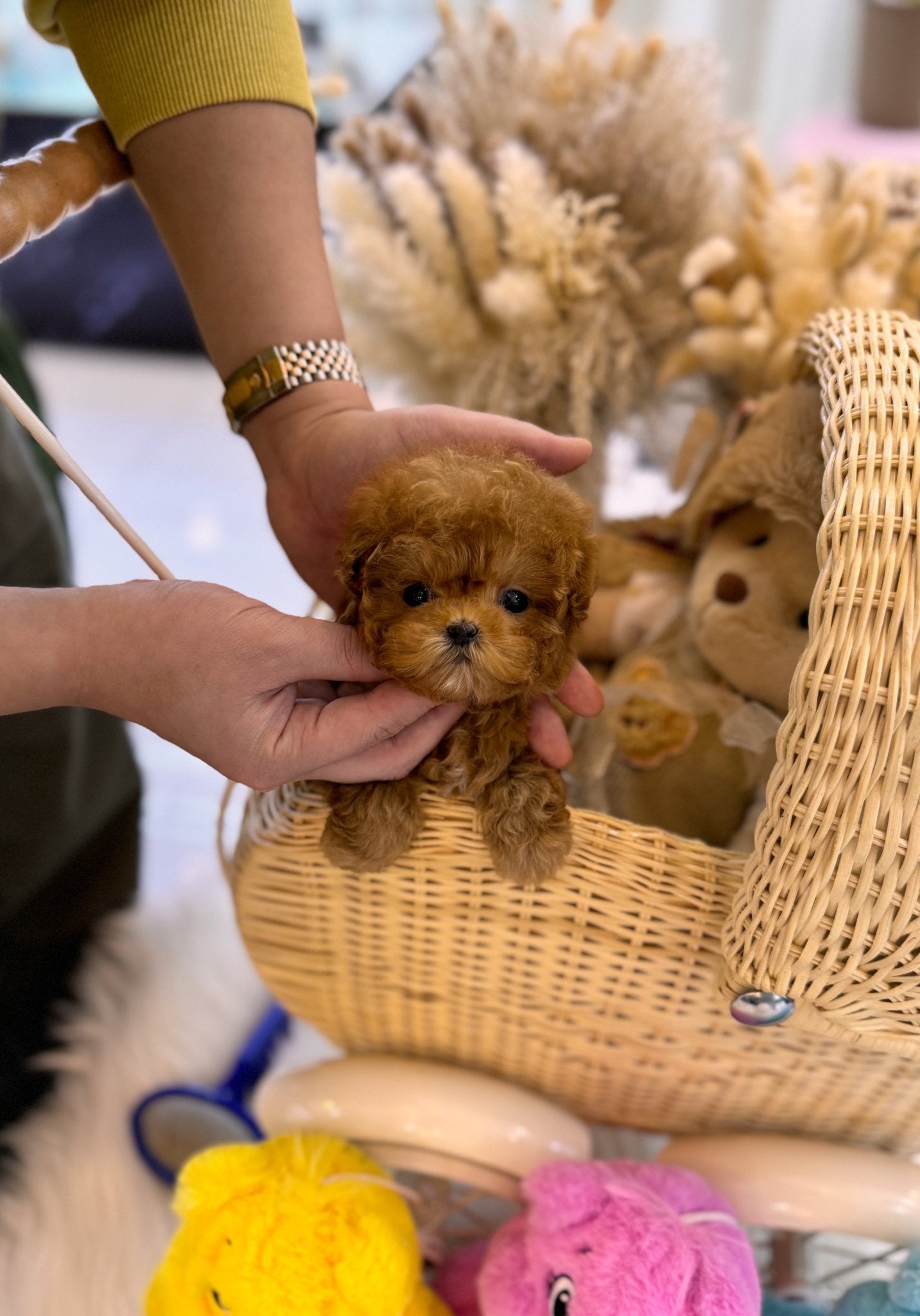 Poodle - Noah(Male) - Beautiful puppy teacup puppy with adorable features available for adoption from Velydog