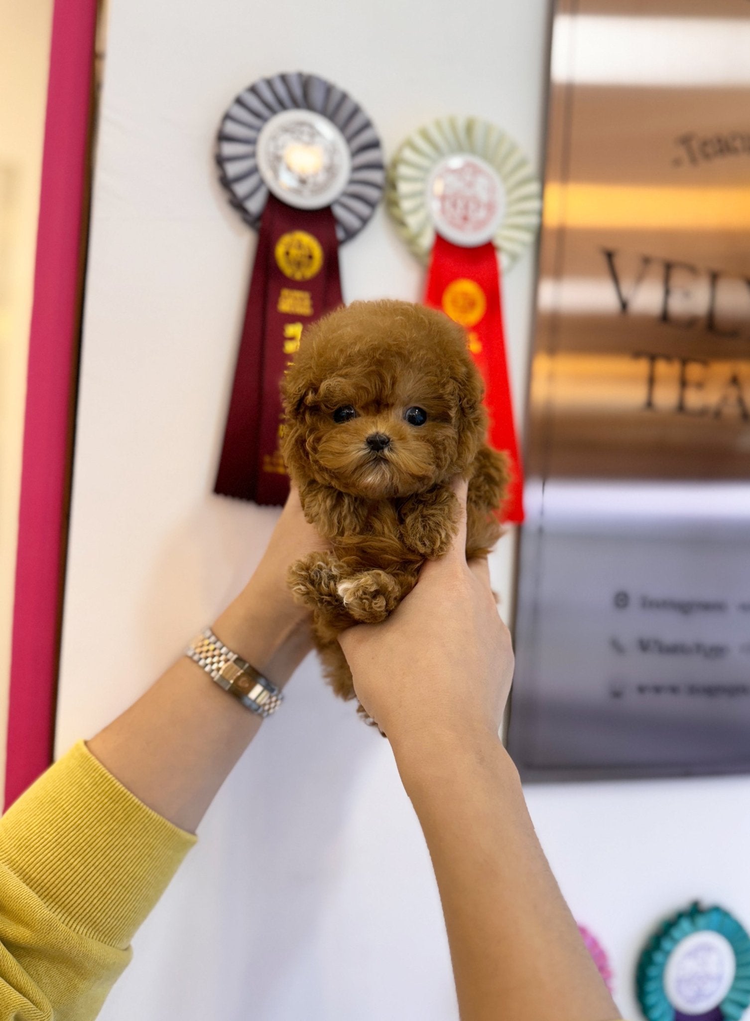 Poodle - Noah(Male) - Beautiful puppy teacup puppy with adorable features available for adoption from Velydog