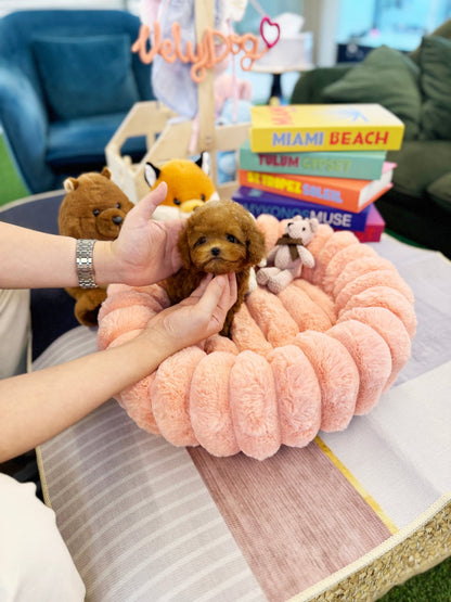 Poodle - Ocean(Male) - Beautiful puppy teacup puppy with adorable features available for adoption from Velydog
