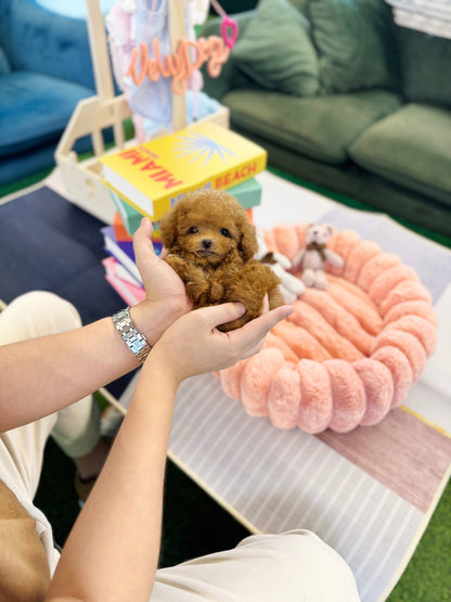 Poodle - Ocean(Male) - Beautiful puppy teacup puppy with adorable features available for adoption from Velydog