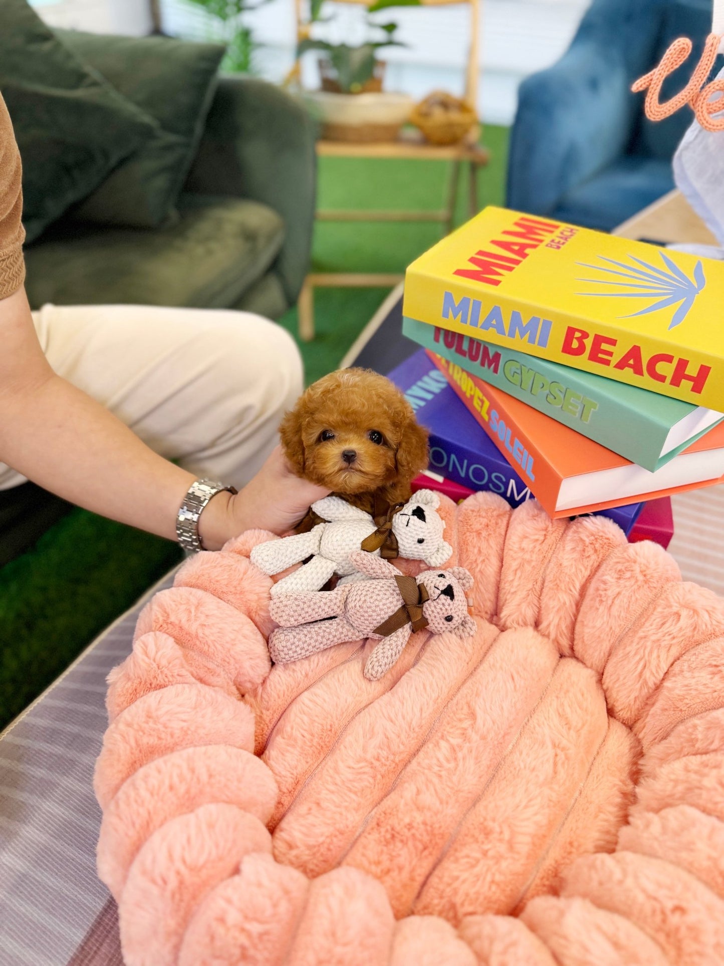 Poodle - Ocean(Male) - Beautiful puppy teacup puppy with adorable features available for adoption from Velydog