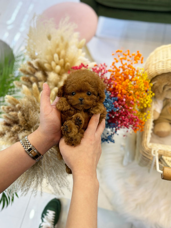 Poodle - Ola(Female) - Beautiful puppy teacup puppy with adorable features available for adoption from Velydog