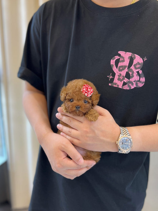 Poodle - Olivia(Female) - Beautiful puppy teacup puppy with adorable features available for adoption from Velydog