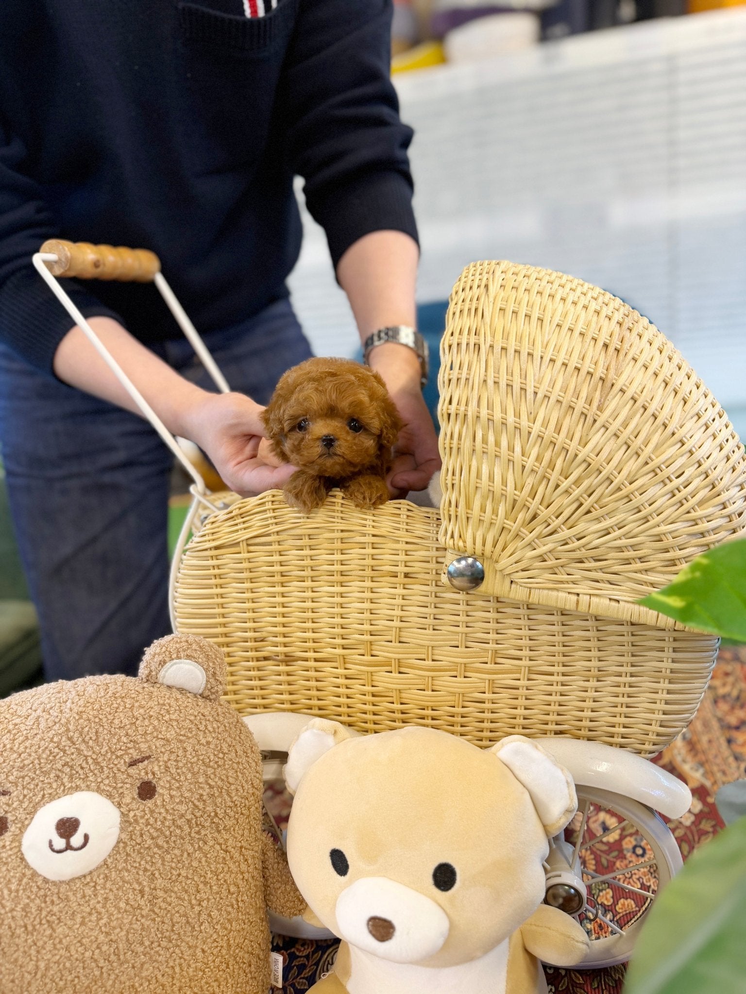 Poodle - Olivia(Female) - Beautiful puppy teacup puppy with adorable features available for adoption from Velydog