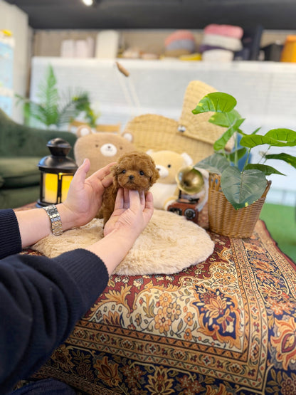 Poodle - Olivia(Female) - Beautiful puppy teacup puppy with adorable features available for adoption from Velydog