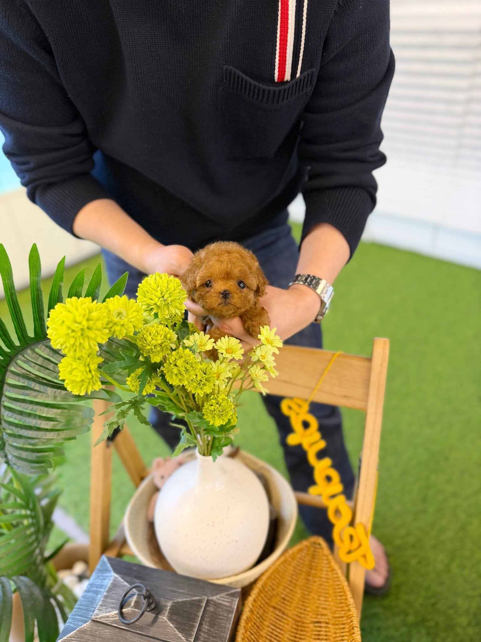 Poodle - Olivia(Female) - Beautiful puppy teacup puppy with adorable features available for adoption from Velydog