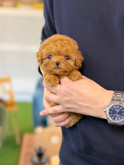 Poodle - Olivia(Female) - Beautiful puppy teacup puppy with adorable features available for adoption from Velydog