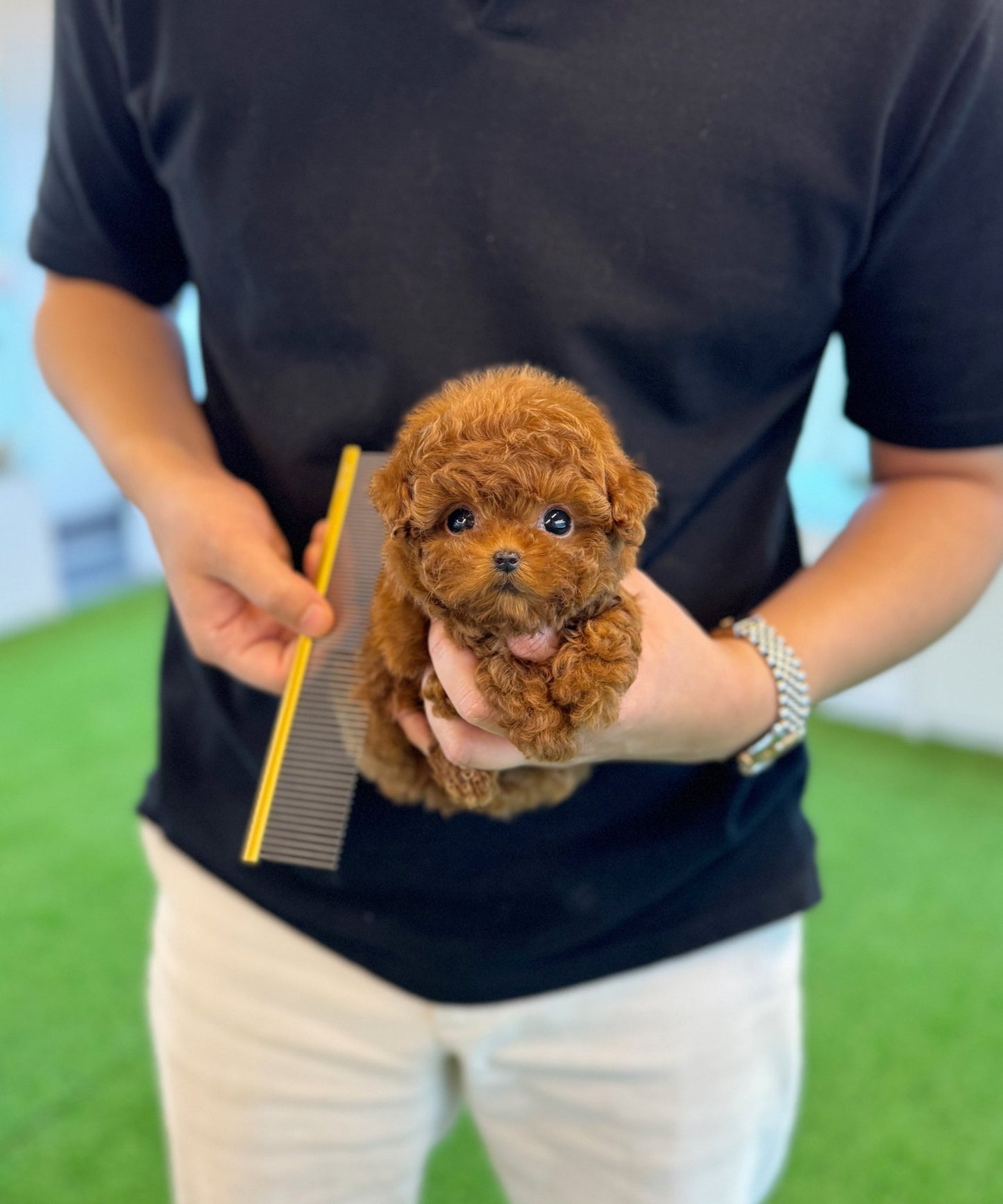 Poodle - Papa(Male) - Beautiful puppy teacup puppy with adorable features available for adoption from Velydog