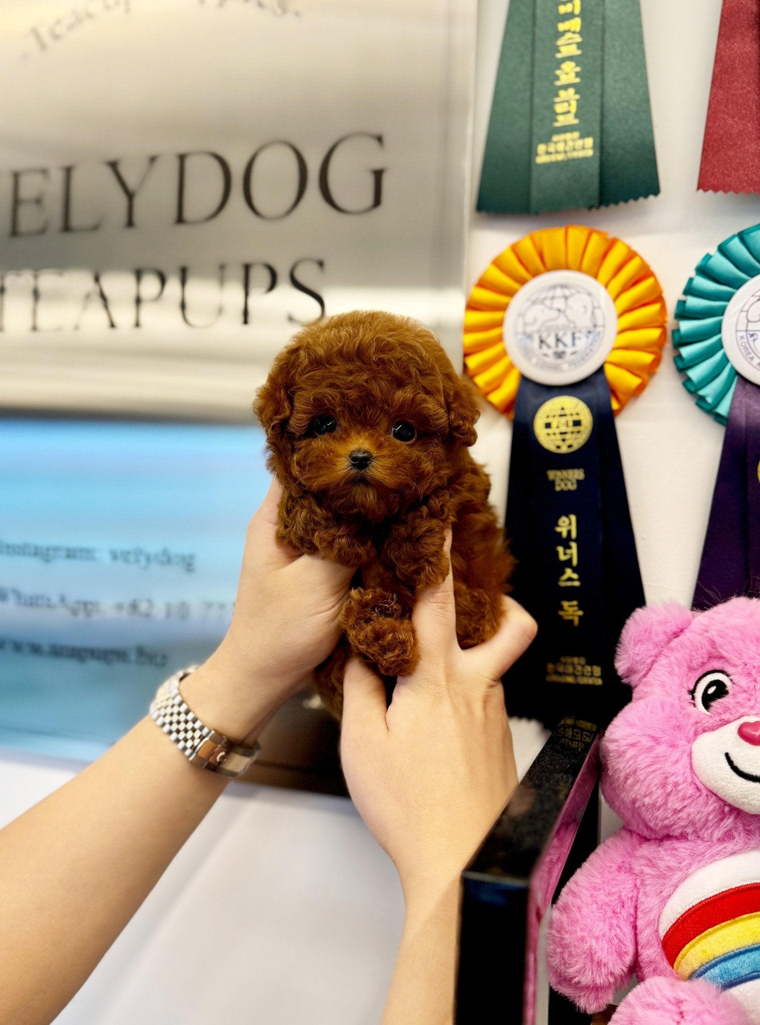 Poodle - Papa(Male) - Beautiful puppy teacup puppy with adorable features available for adoption from Velydog