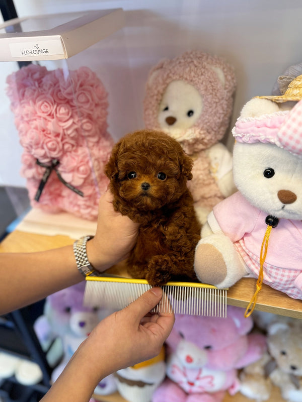Poodle - Papa(Male) - Beautiful puppy teacup puppy with adorable features available for adoption from Velydog