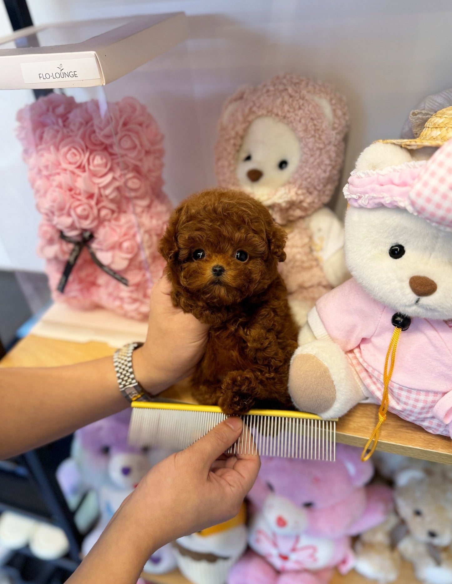 Poodle - Papa(Male) - Beautiful puppy teacup puppy with adorable features available for adoption from Velydog