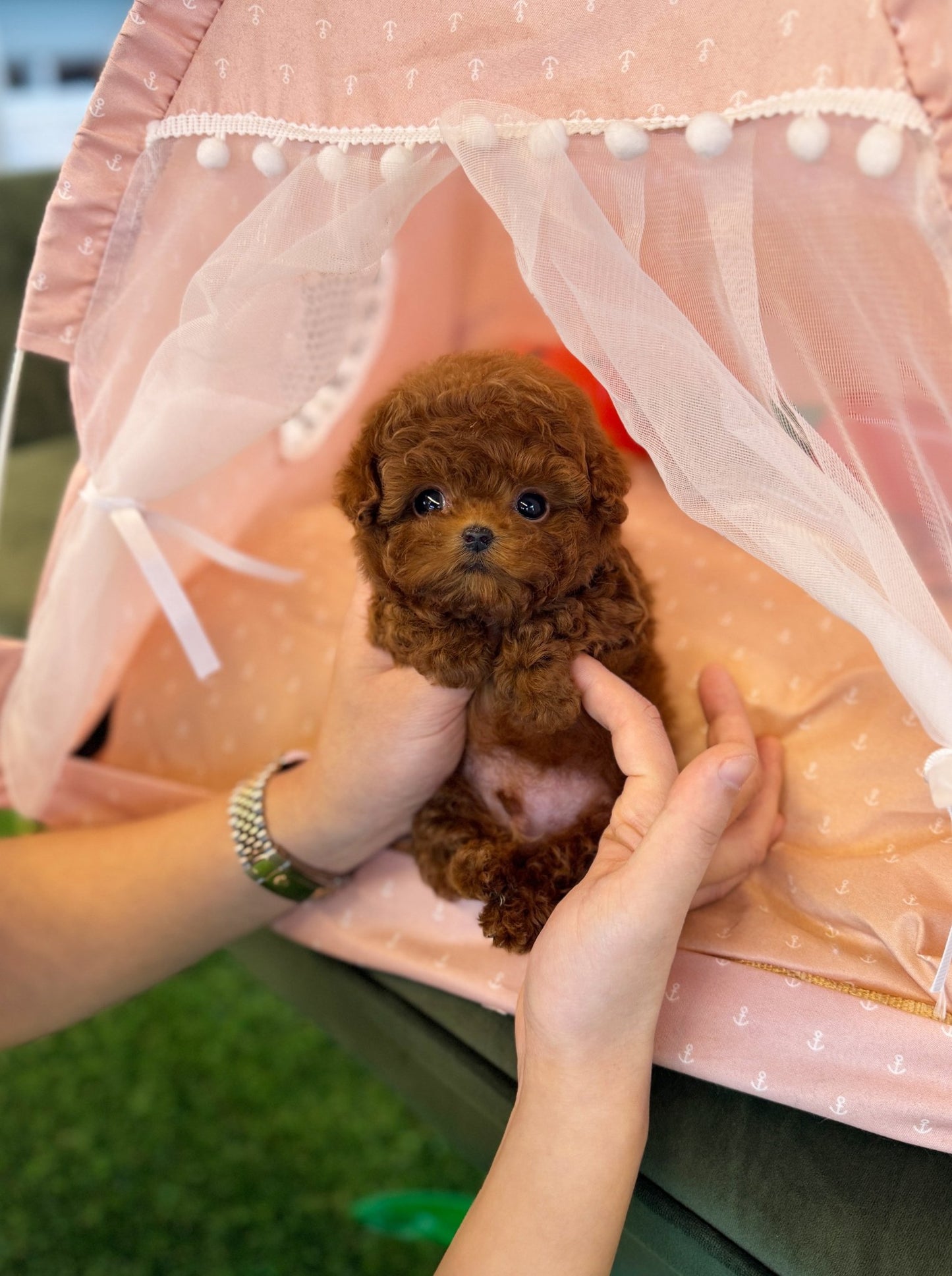 Poodle - Papa(Male) - Beautiful puppy teacup puppy with adorable features available for adoption from Velydog