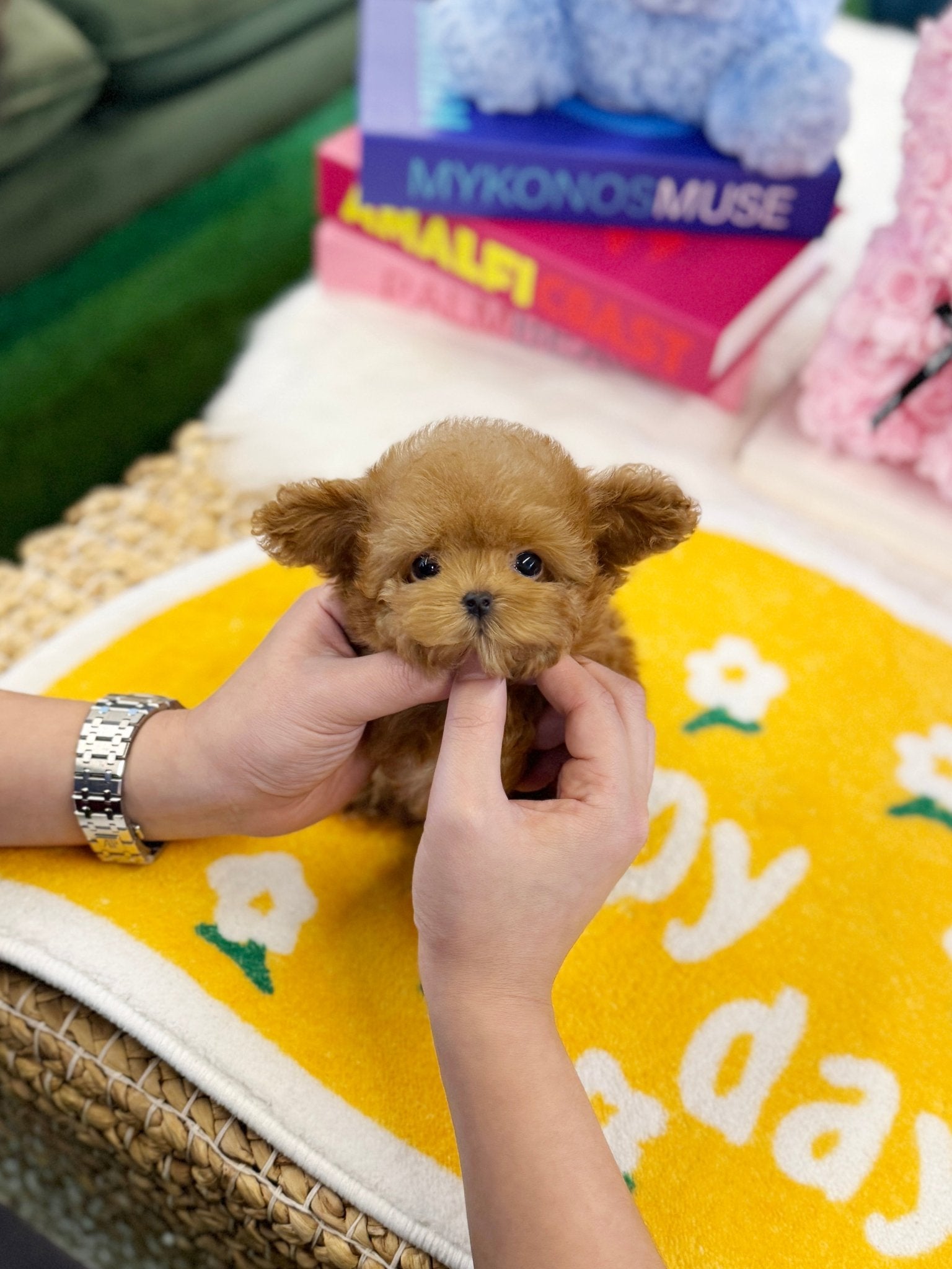 Poodle - Peaches(Female) - Beautiful puppy teacup puppy with adorable features available for adoption from Velydog