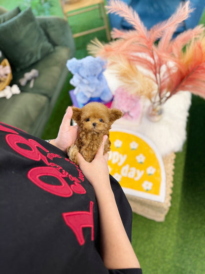 Poodle - Peaches(Female) - Beautiful puppy teacup puppy with adorable features available for adoption from Velydog