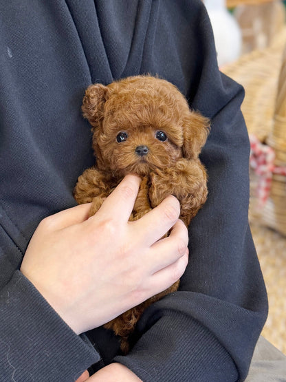 Poodle - Penny(Male) - Beautiful puppy teacup puppy with adorable features available for adoption from Velydog