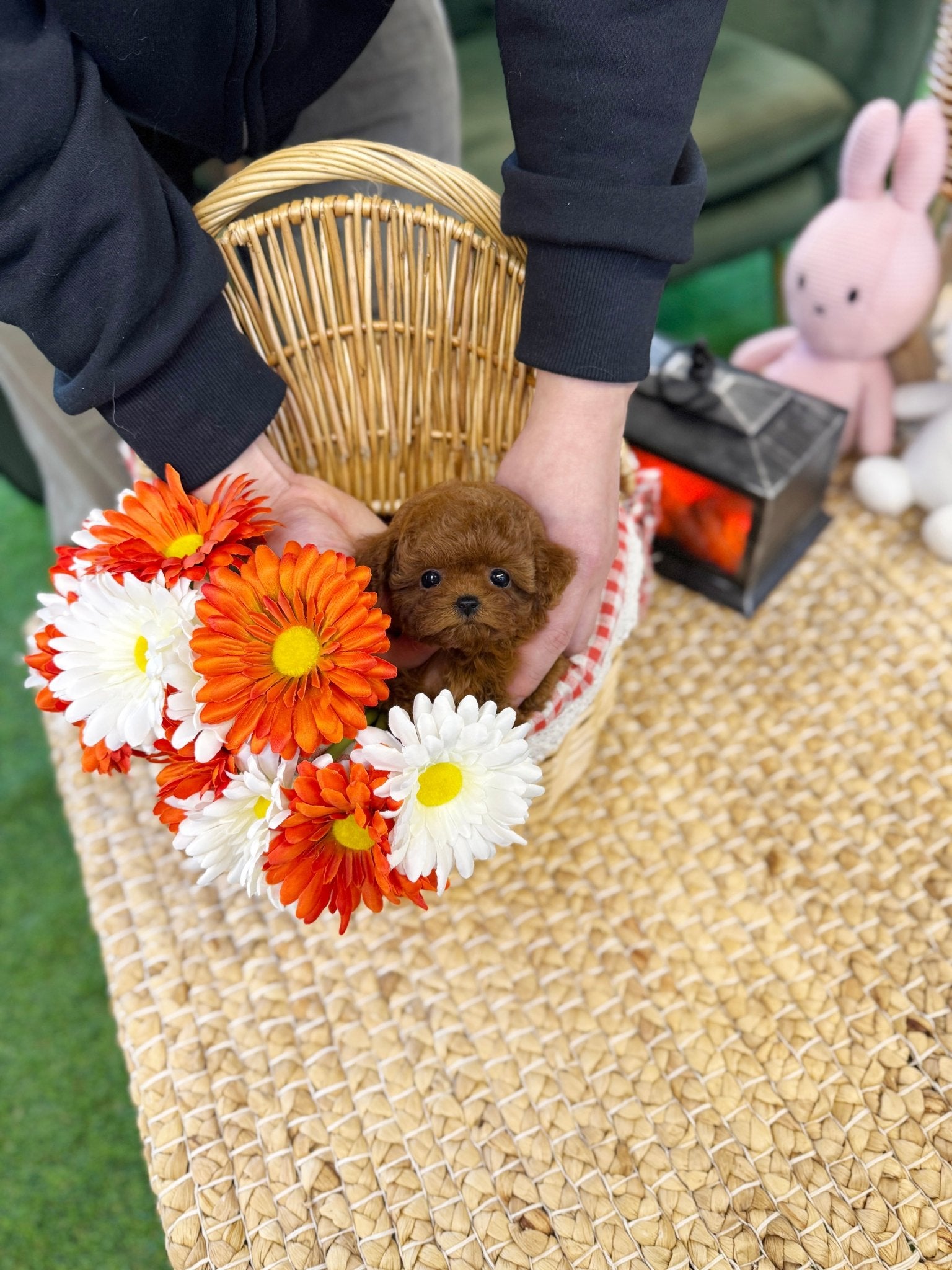Poodle - Penny(Male) - Beautiful puppy teacup puppy with adorable features available for adoption from Velydog