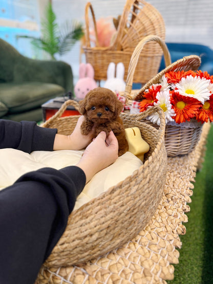 Poodle - Penny(Male) - Beautiful puppy teacup puppy with adorable features available for adoption from Velydog