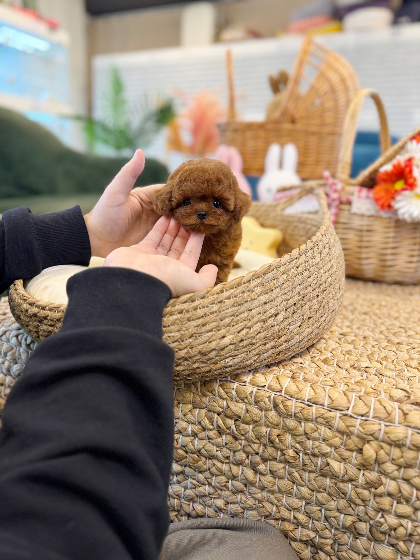 Poodle - Penny(Male) - Beautiful puppy teacup puppy with adorable features available for adoption from Velydog