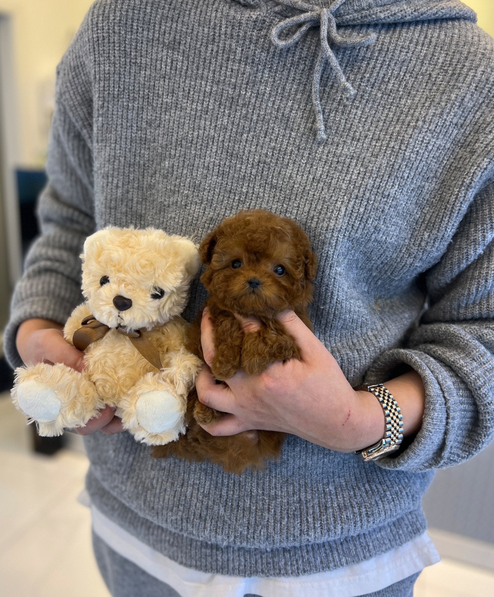 Poodle - Pie(Male) - Beautiful puppy teacup puppy with adorable features available for adoption from Velydog