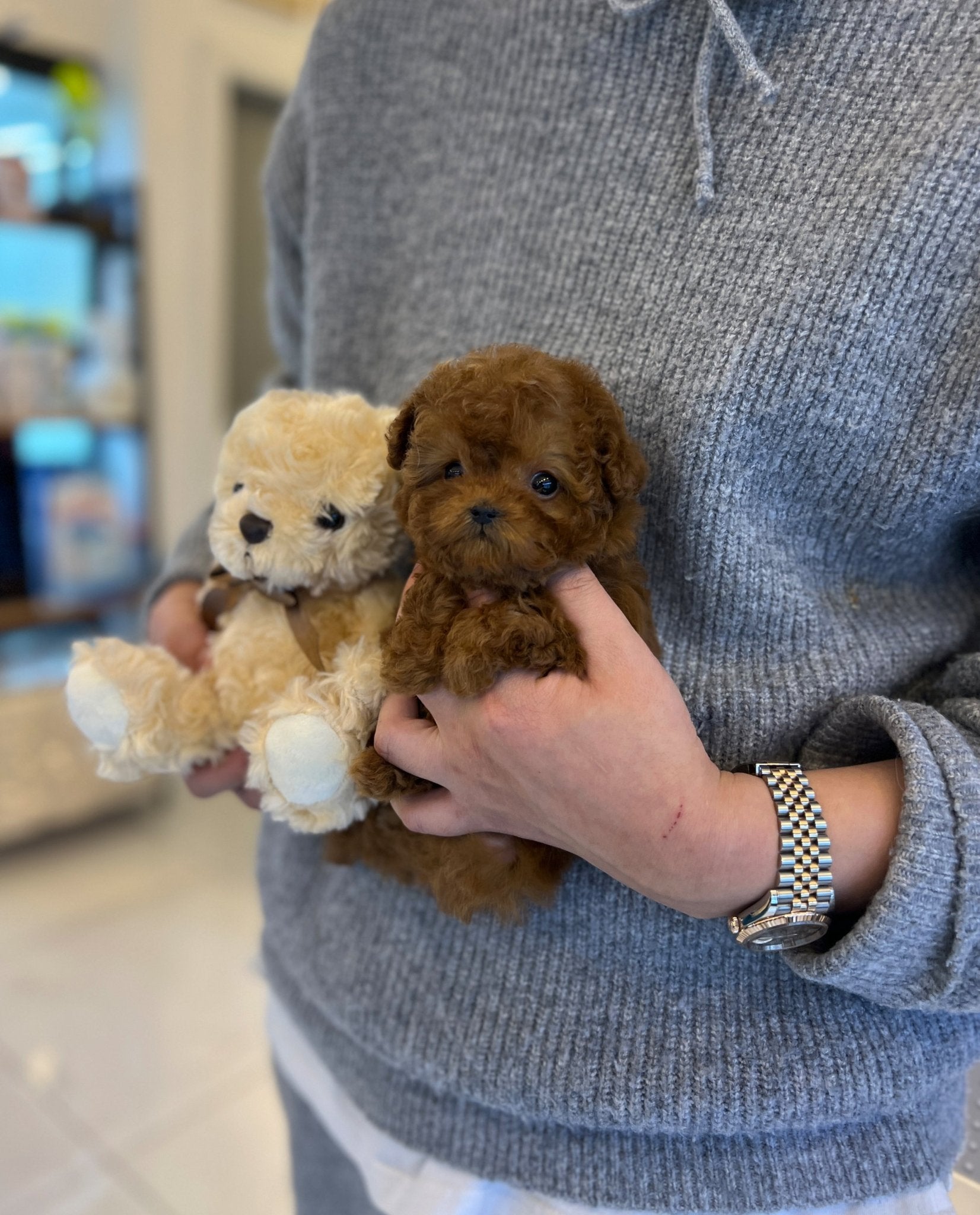 Poodle - Pie(Male) - Beautiful puppy teacup puppy with adorable features available for adoption from Velydog