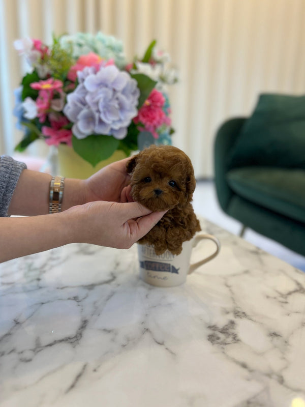 Poodle - Pie(Male) - Beautiful puppy teacup puppy with adorable features available for adoption from Velydog