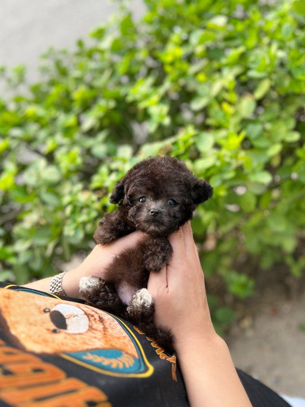 Poodle - Pingky(Female) - Beautiful puppy teacup puppy with adorable features available for adoption from Velydog