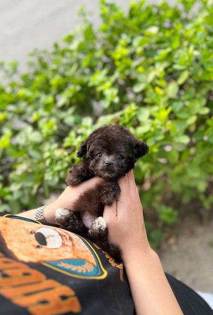 Poodle - Pingky(Female) - Beautiful puppy teacup puppy with adorable features available for adoption from Velydog