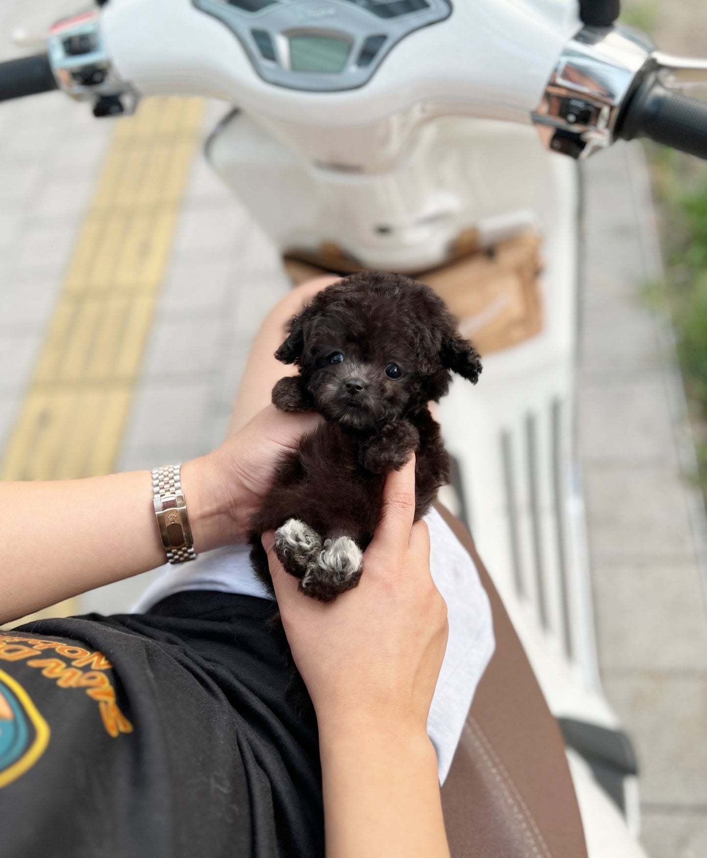 Poodle - Pingky(Female) - Beautiful puppy teacup puppy with adorable features available for adoption from Velydog