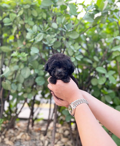 Poodle - Pingky(Female) - Beautiful puppy teacup puppy with adorable features available for adoption from Velydog