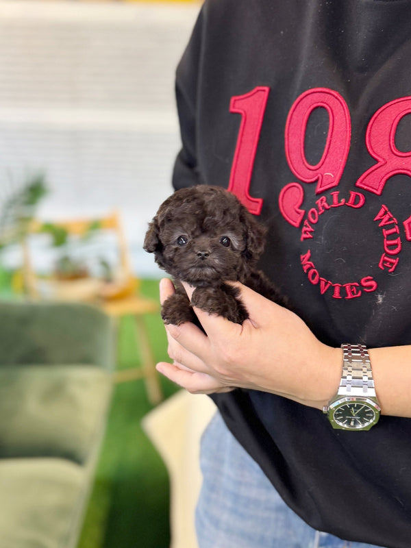 Poodle - Pino(Male) - Beautiful puppy teacup puppy with adorable features available for adoption from Velydog
