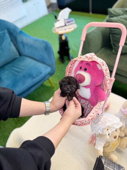 Poodle - Pino(Male) - Beautiful puppy teacup puppy with adorable features available for adoption from Velydog