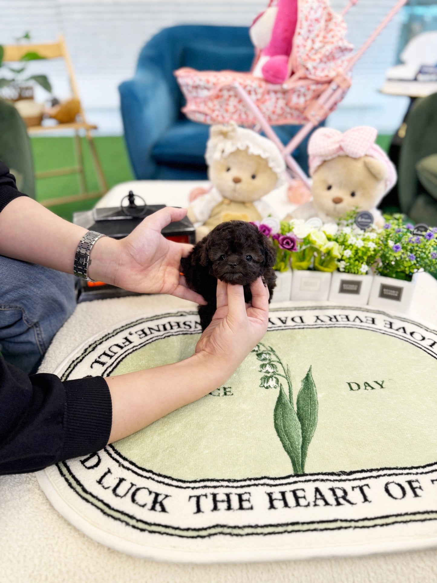 Poodle - Pino(Male) - Beautiful puppy teacup puppy with adorable features available for adoption from Velydog