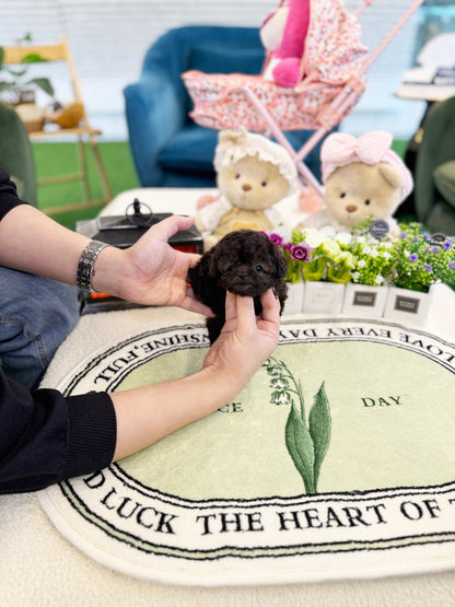 Poodle - Pino(Male) - Beautiful puppy teacup puppy with adorable features available for adoption from Velydog