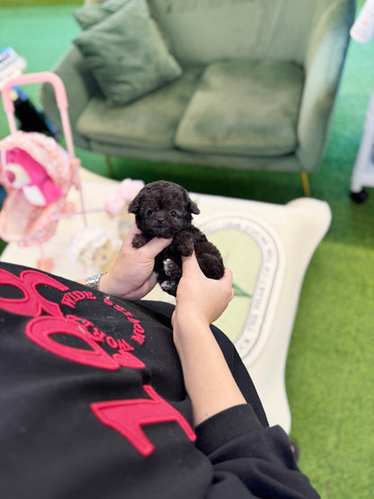 Poodle - Pino(Male) - Beautiful puppy teacup puppy with adorable features available for adoption from Velydog