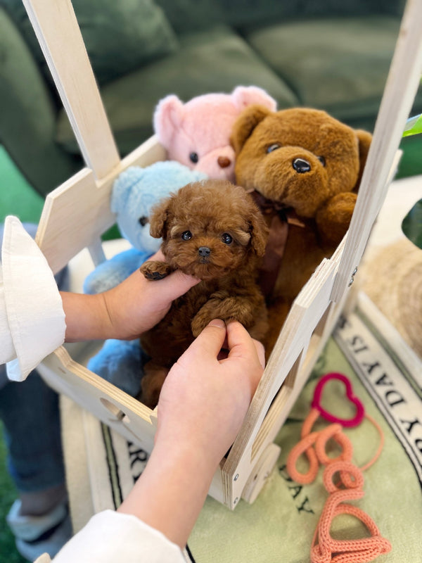 Poodle - Pixie(Female) - Beautiful puppy teacup puppy with adorable features available for adoption from Velydog