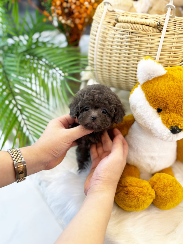 Poodle - Plu(Female) - Beautiful puppy teacup puppy with adorable features available for adoption from Velydog