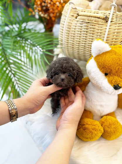 Poodle - Plu(Female) - Beautiful puppy teacup puppy with adorable features available for adoption from Velydog