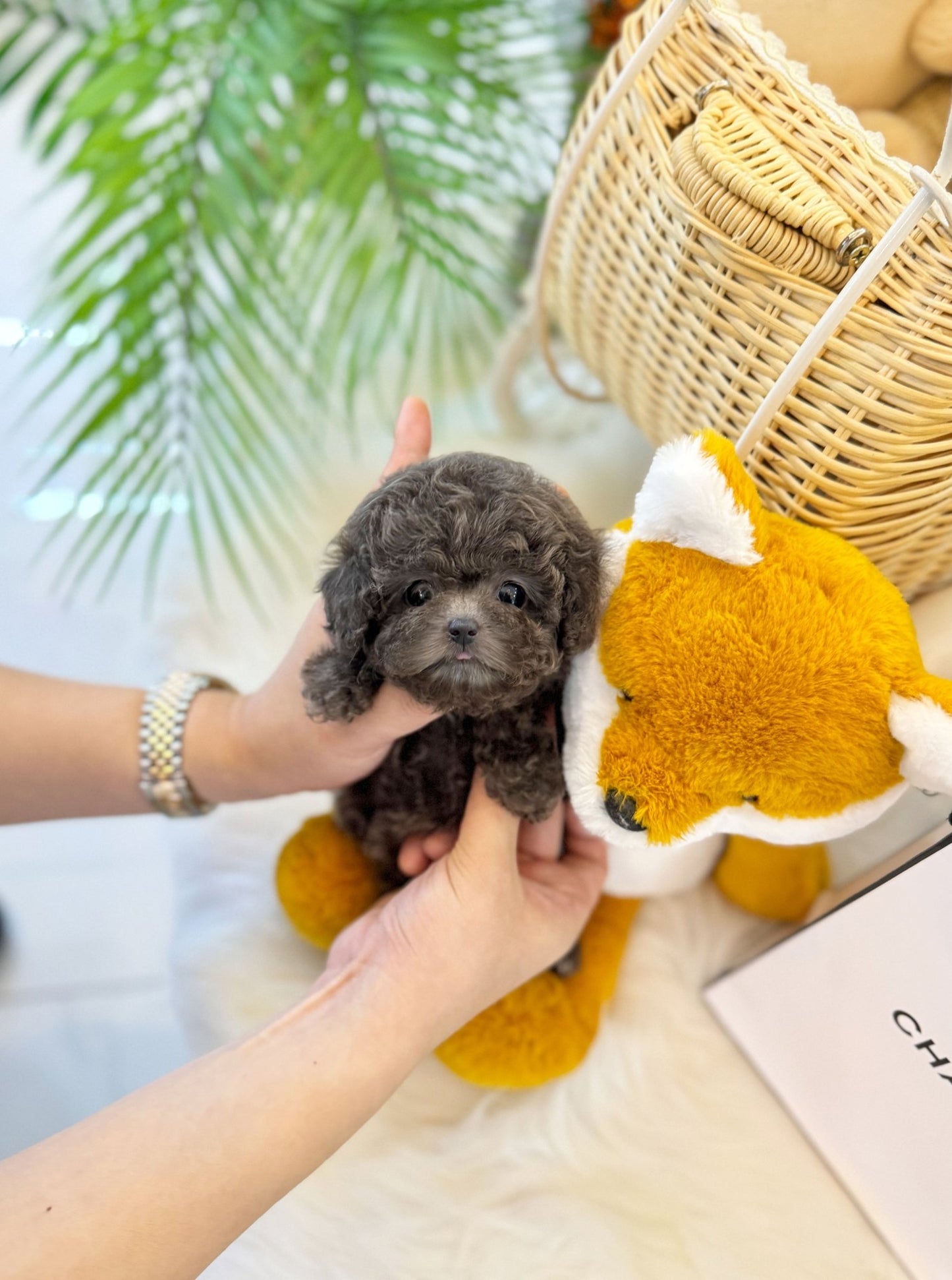 Poodle - Plu(Female) - Beautiful puppy teacup puppy with adorable features available for adoption from Velydog