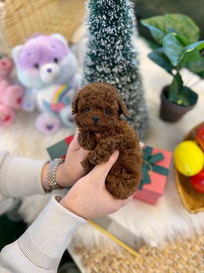 Poodle - Poocoo(Male) - Beautiful puppy teacup puppy with adorable features available for adoption from Velydog