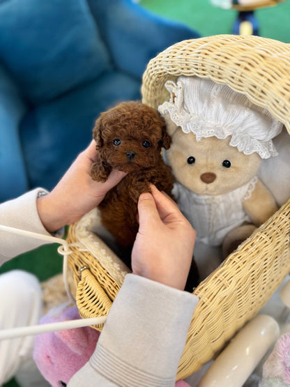 Poodle - Poocoo(Male) - Beautiful puppy teacup puppy with adorable features available for adoption from Velydog