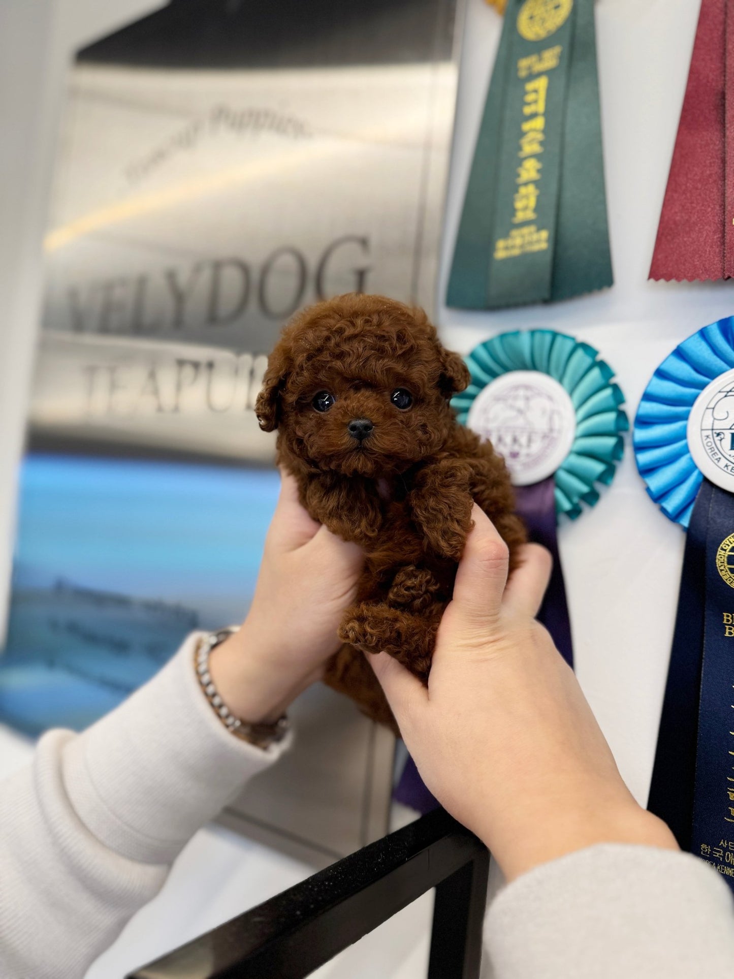 Poodle - Poocoo(Male) - Beautiful puppy teacup puppy with adorable features available for adoption from Velydog