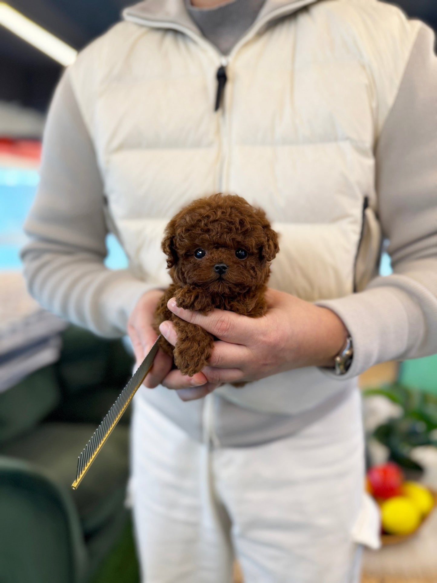 Poodle - Poocoo(Male) - Beautiful puppy teacup puppy with adorable features available for adoption from Velydog