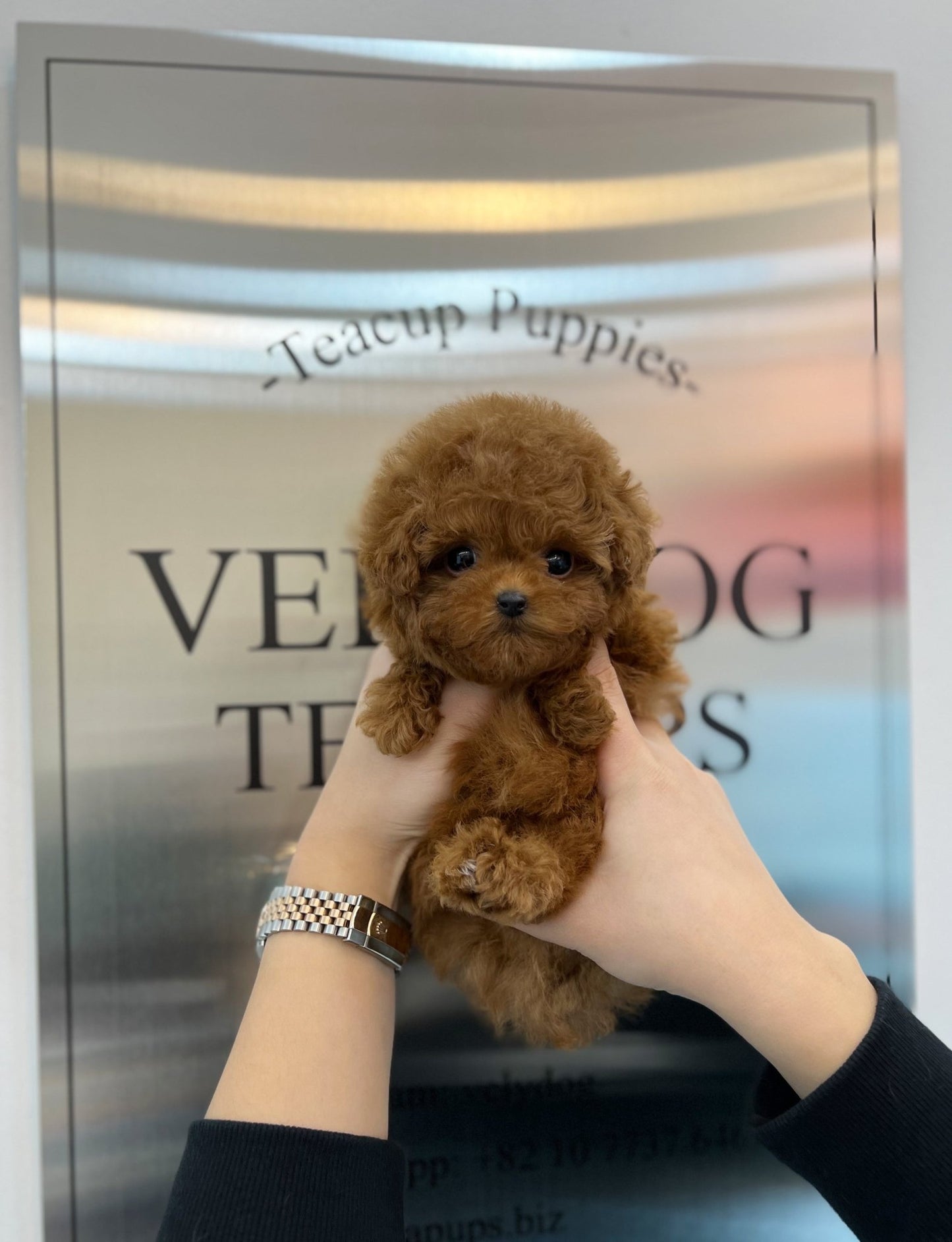 Poodle - Popo(Female) - Beautiful puppy teacup puppy with adorable features available for adoption from Velydog