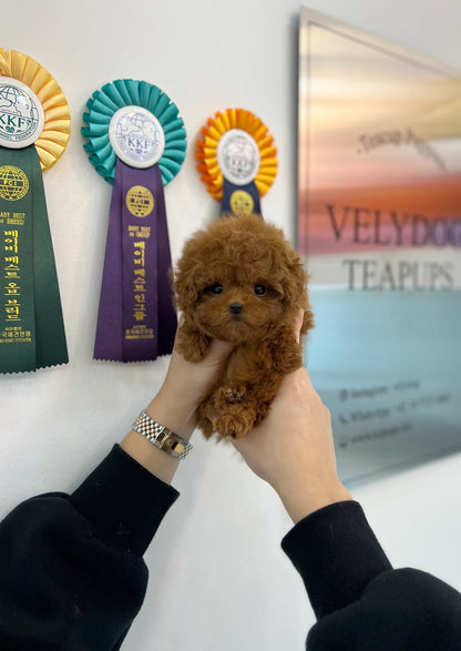 Poodle - Popo(Female) - Beautiful puppy teacup puppy with adorable features available for adoption from Velydog